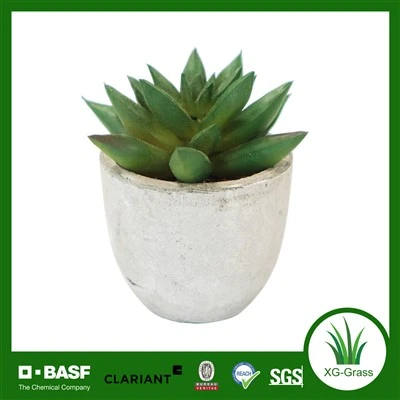 Decoração suculenta realista premium do Xingu para interiores modernos