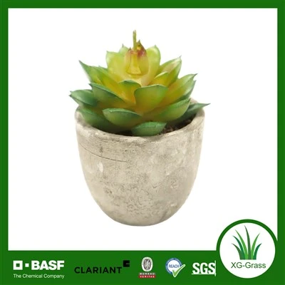 Plantas suculentas do Xingu a granel para compradores internacionais
