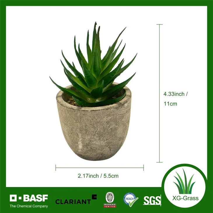 Xingu Unique Succulent Home Accents To Enhance Your Decor best